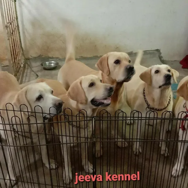 Jeeva Fish 'n' Pets - 4