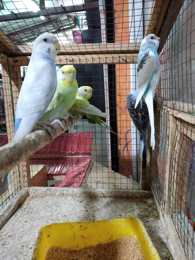 Ram Mohan Aquarium - 2