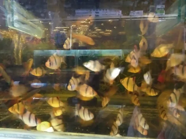 Ram Mohan Aquarium - 3