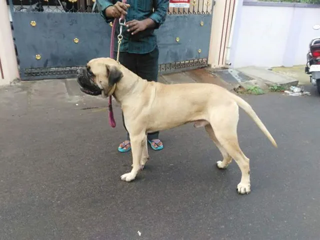 Siva pets and dogs - 2