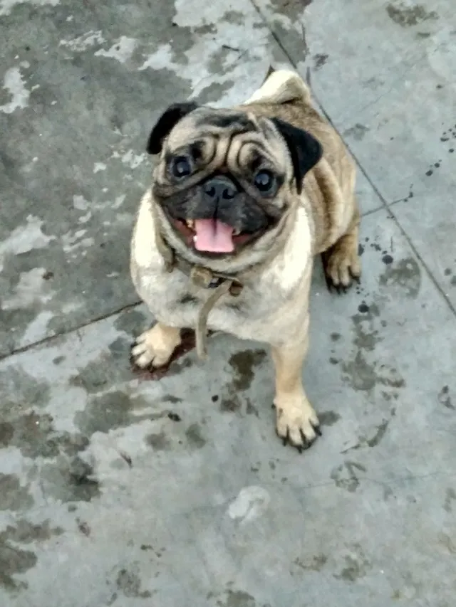 Siva pets and dogs - 3