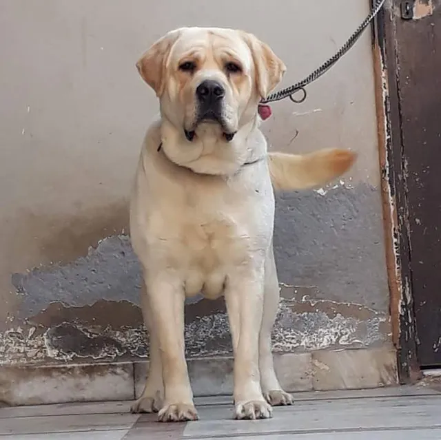 Siva pets and dogs - 4