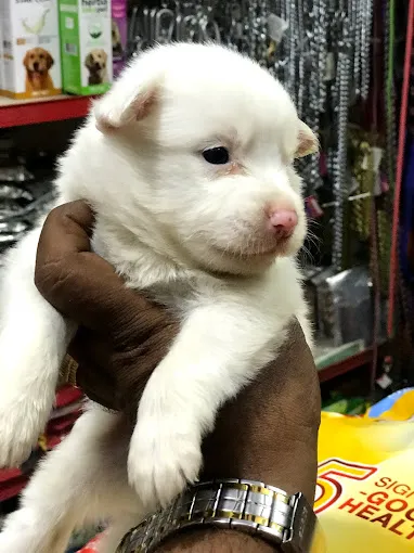 salem stores jewellers pvt ltd - 2