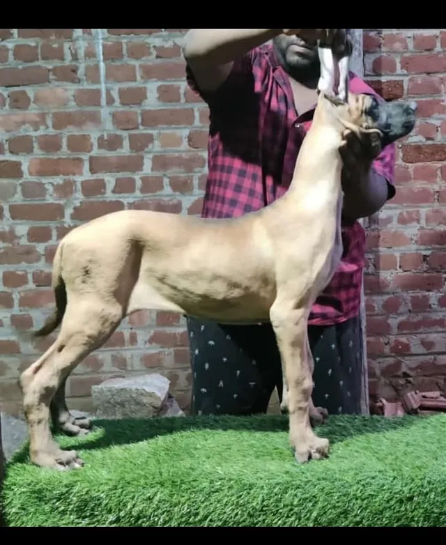 Kanis Pets & Bird's - 2