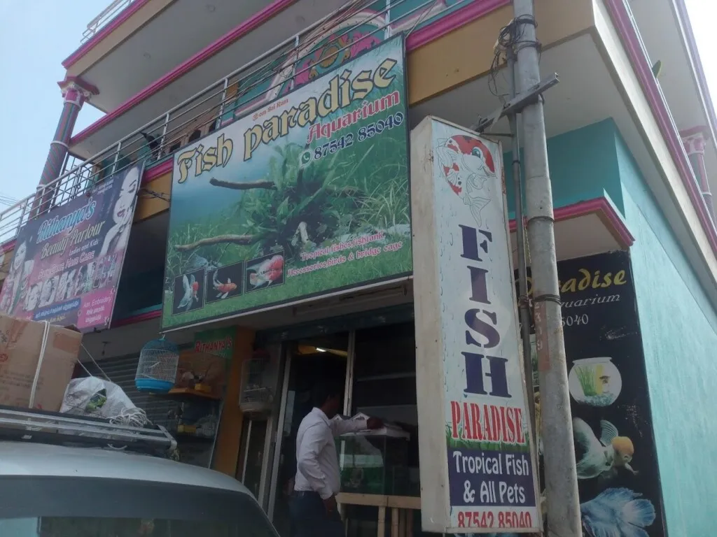 Fish Paradise