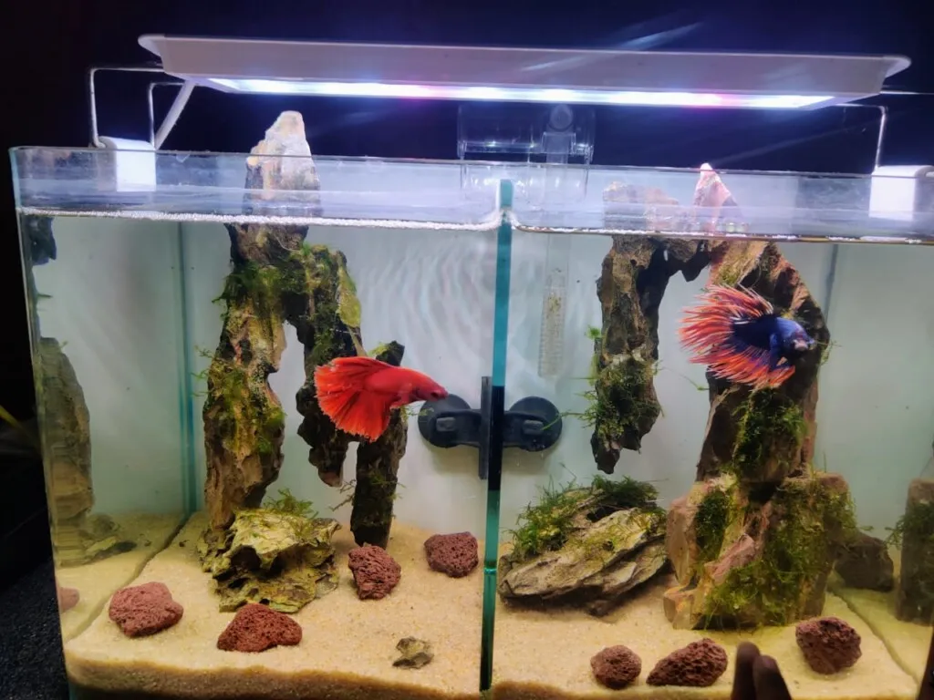 Love Pets Shop and Aquarium Salem