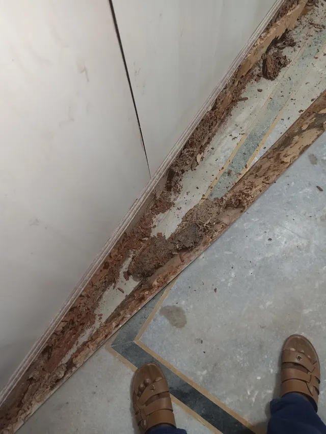 Bharat Pest Control Salem - residential/commercial/industrial pest service salem - 3