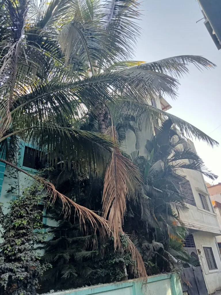 Trinity constructions