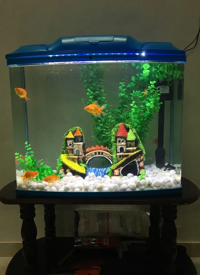 Rainbow Aquarium and Pets (Birds Shop/ Aquarium/Pets Food) - 2