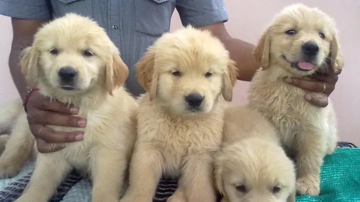 Tirunelvelipets (TN72PETS)