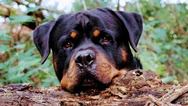 Tirunelvelipets (TN72PETS) - 5