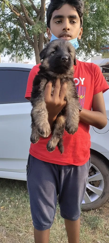 AR Pets and Kennel - 2