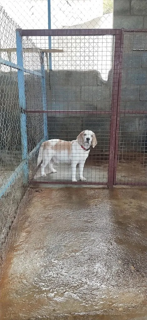 AR Pets and Kennel - 5