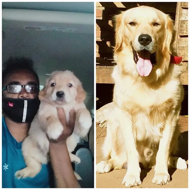 AR Pets and Kennel - 6