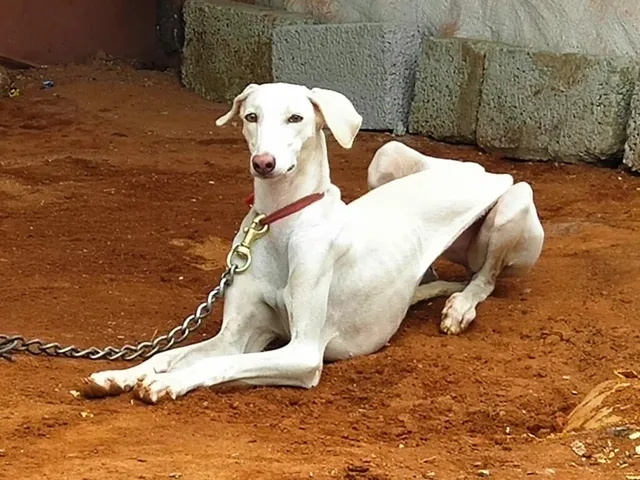 Veterinary World - 5