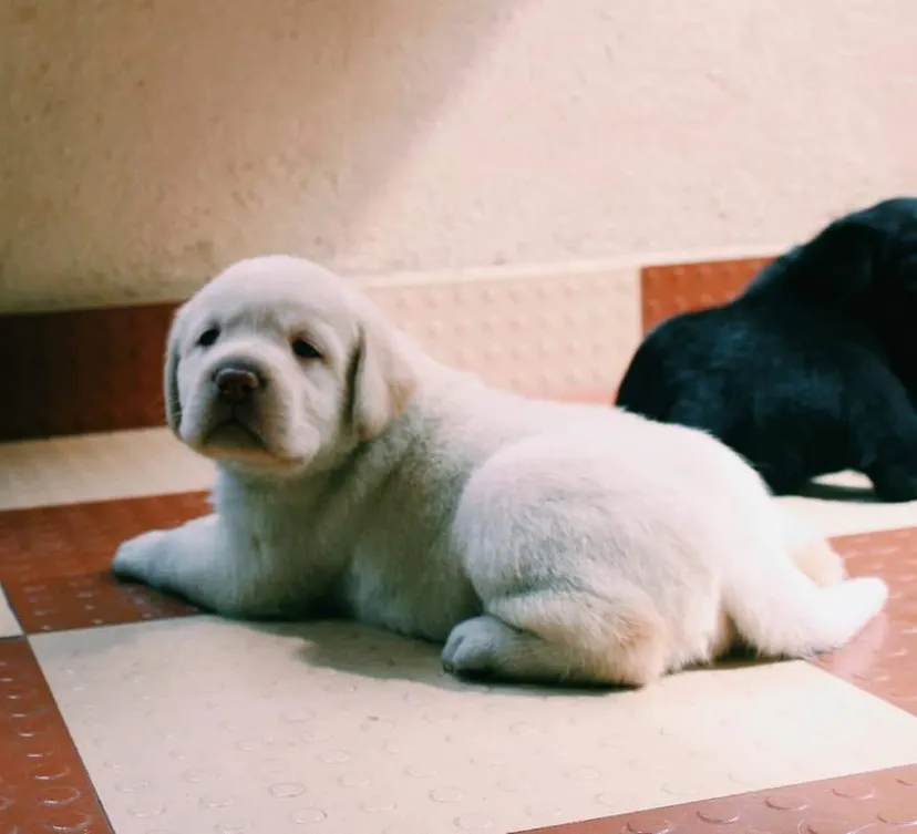 LOYAL COMPANION PUPPS