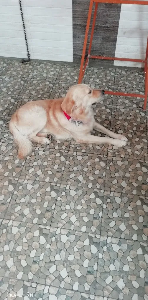 LOYAL COMPANION PUPPS - 2