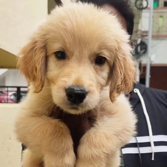 LOYAL COMPANION PUPPS - 4