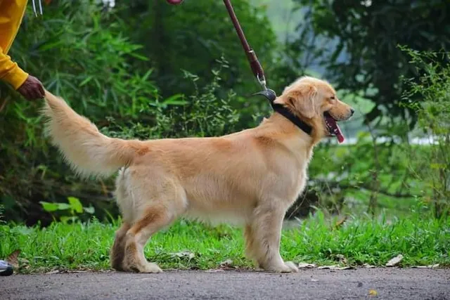 LOYAL COMPANION PUPPS - 5