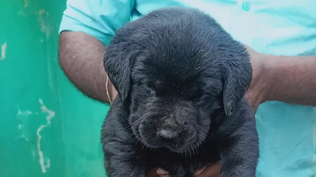 LOYAL COMPANION PUPPS - 6