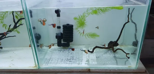 Sunrise Pets Shop - 2