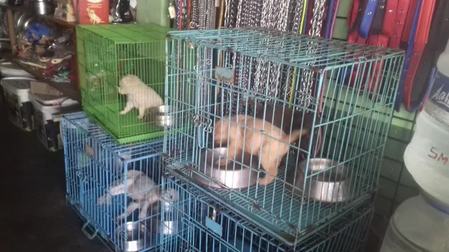 Balu's Pet Shop - 2