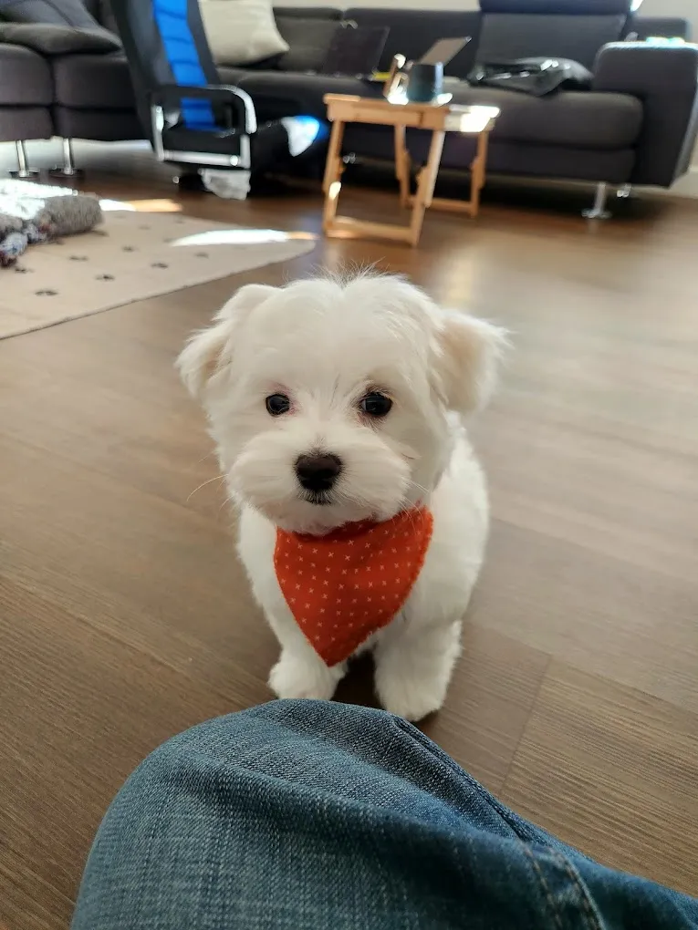 NK Pet's Paradise and Aquarium