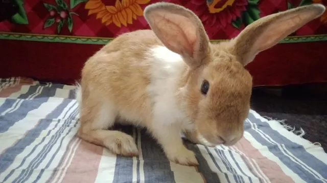 NK Pet's Paradise and Aquarium - 3