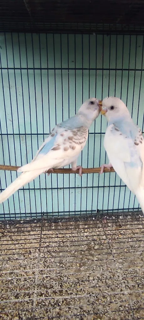 NK Pet's Paradise and Aquarium - 4