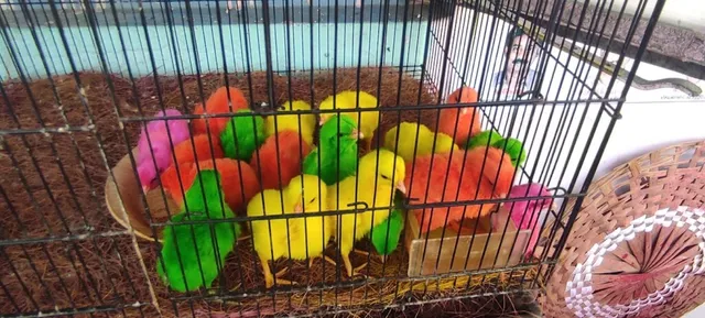 NK Pet's Paradise and Aquarium - 5