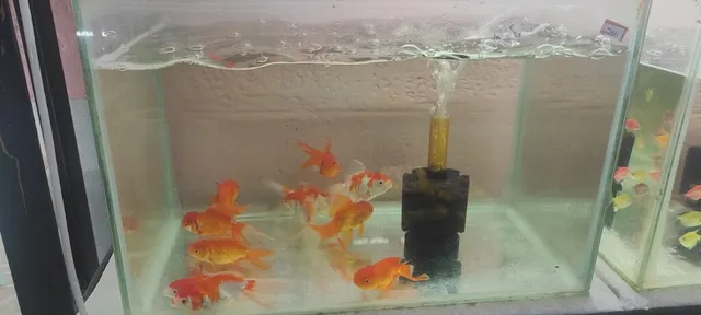 NK Pet's Paradise and Aquarium - 6