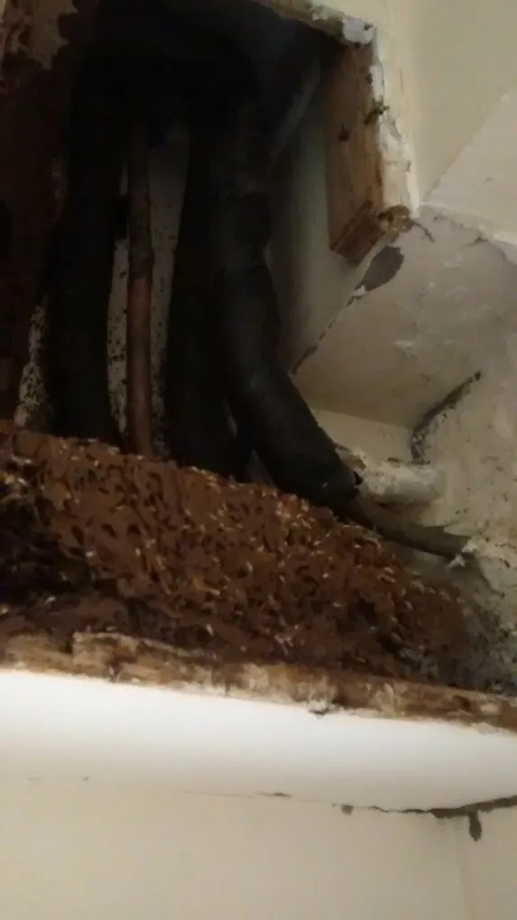 Pest Control Integrated Management - 3