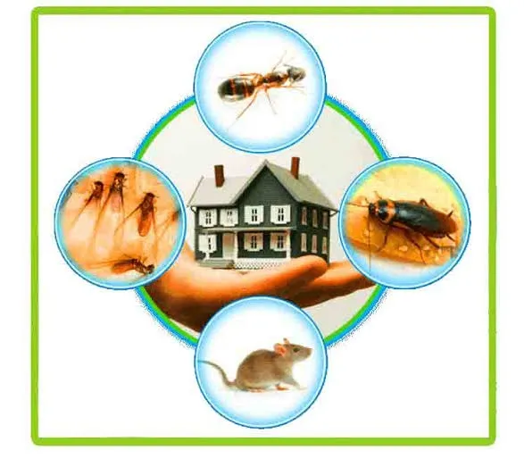 Asian pest control service