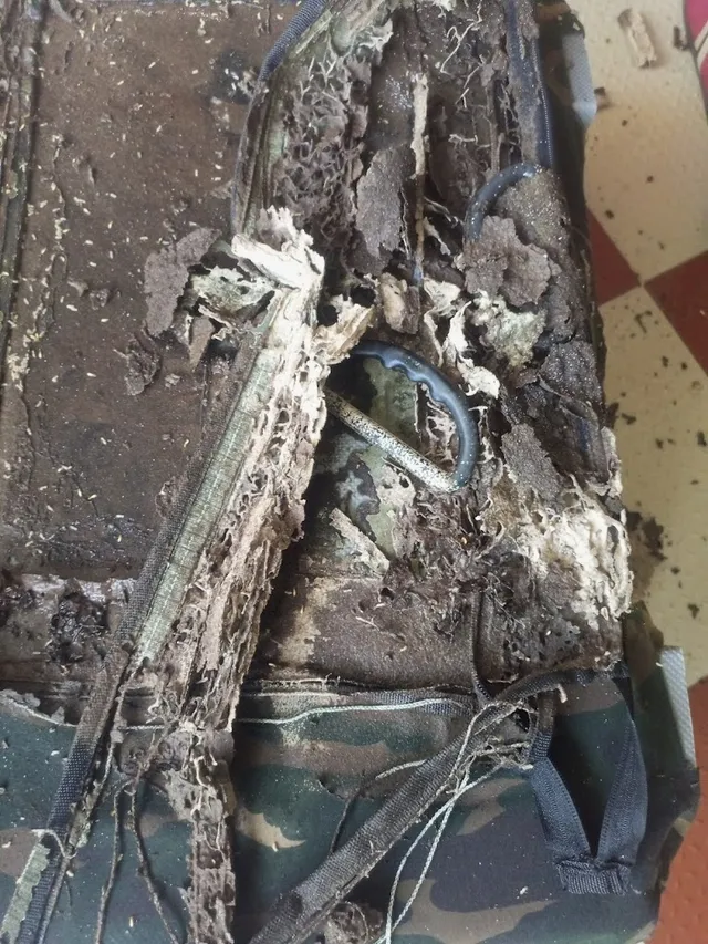 Indian Pest Control Solution - 5