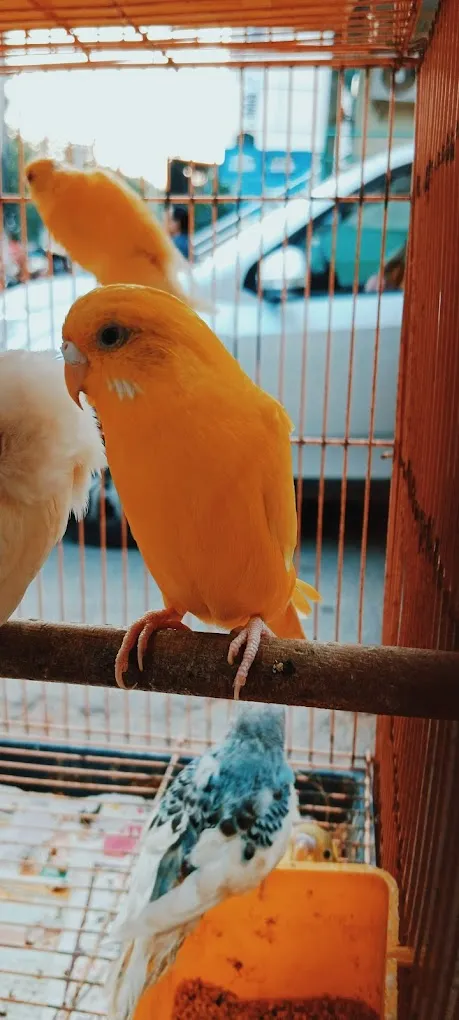 A to Z Small Pet Home - 3