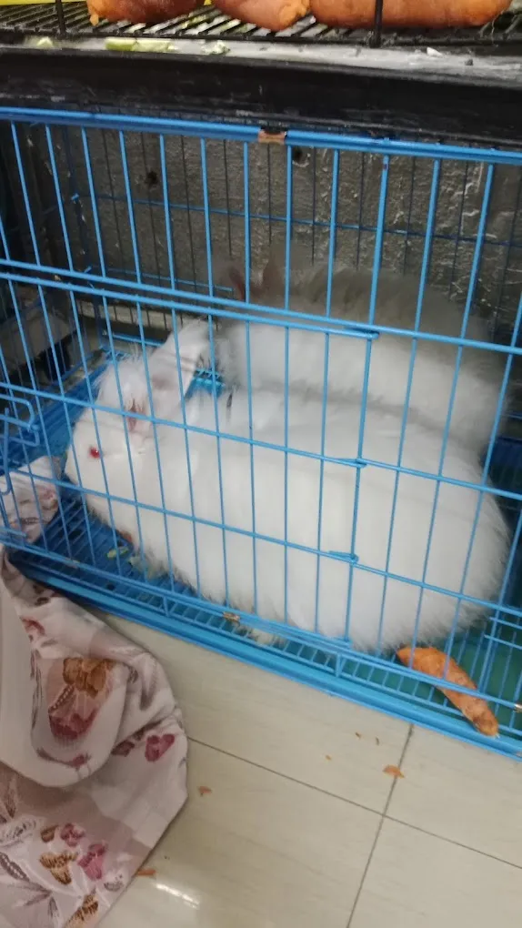 A to Z Small Pet Home - 4