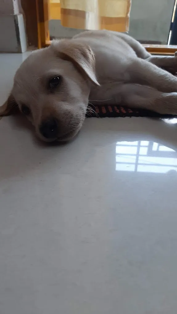 A to Z Small Pet Home - 5