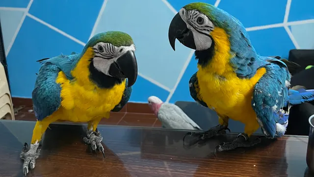 A to Z Small Pet Home - 6