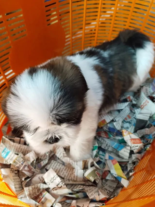 Yogi's Happy Pet's - 2