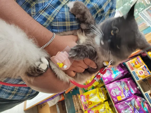 Yogi's Happy Pet's - 4