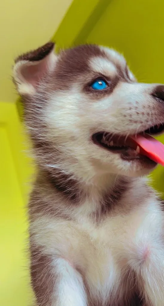 Robin's Pets World - 2