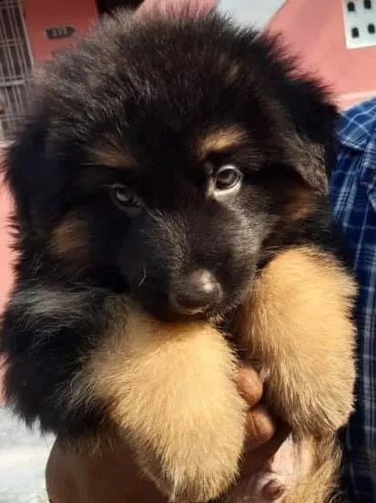 Robin's Pets World - 3