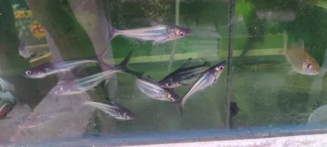 RK Pet Shop Renigunta - 2