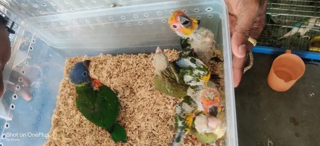 RK Pet Shop Renigunta - 3