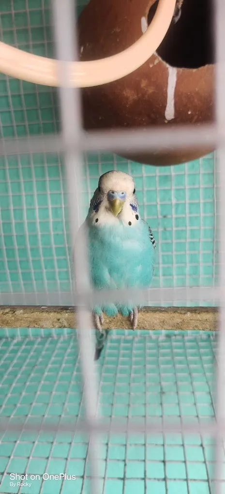 RK Pet Shop Renigunta - 6