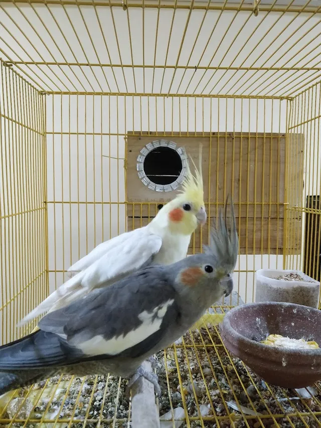 RSJ Pets Tirupati - 5