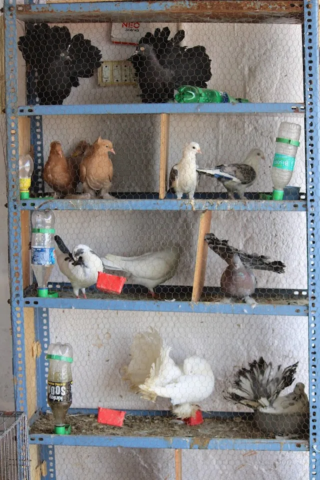 Sree Revuri Pets farm - 3