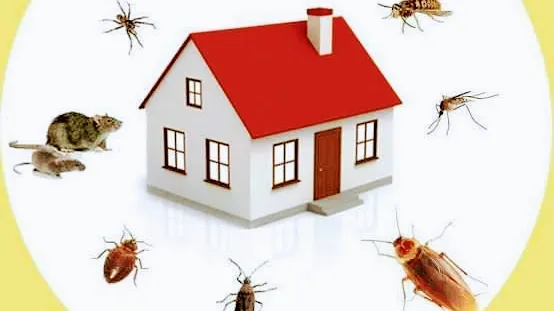 Apollo Pest Control Services - 2