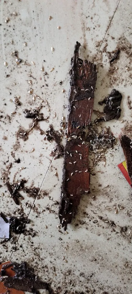 Krupa Pest Control Service - 5