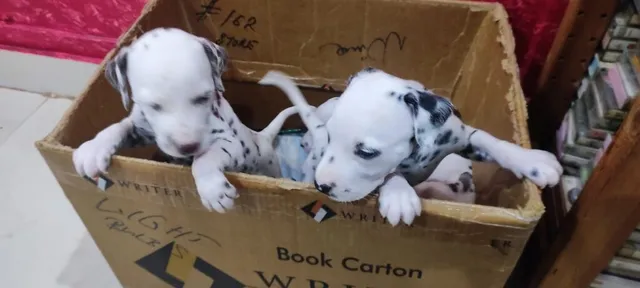 Harshitha Pet Shop: Pet shop ! Dog & Cat food-Dog & Cat Accessories ! Dog Cages - 2